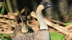 By 1950, fewer than 30 nēnē remained wild in Hawaii; captive breeding helped the population reach 3,862 by 2022