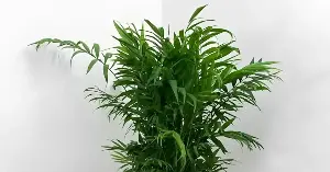 Top 5 ornamental plants to place in the living room, both elegant and auspicious for wealth and prosperity.