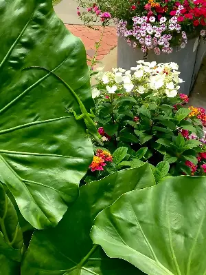 On Gardening: Emerald Isle is a new drama queen for the garden