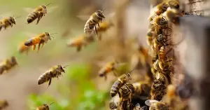 When a honeybee colony outgrows its hive it makes a genuinely democratic decision: scout bees fly out, inspect possible new homes, and ‘campaign’ for their favourite with waggle dances, lobbying harder for better sites — and only once enough scouts have converged on the same spot does the whole swarm lift off together, almost always choosing well