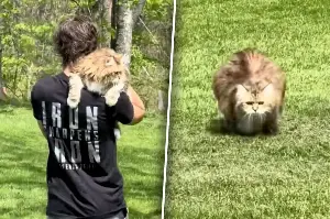 Chubby cat is prescribed exercise by vet – her family comes up with a funny way to enforce it!