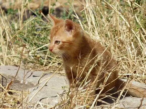 FFW propone la creación de una ley para rescatar animales en situaciones de catástrofe