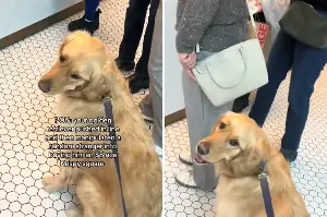 How Golden Retriever ‘Manipulates’ Strangers, Gets Just What He Wants