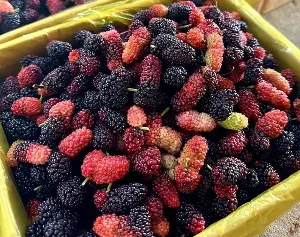 How to soak mulberries to keep them from molding or spoiling for a long time, and to prevent them from fermenting, perfect for summer.