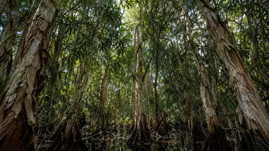 Dense canopies like this one crowd out the native plants beneath them.