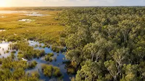 In 1906, America planted Australian trees to dry Florida wetlands; they once covered 500,000 acres, altering its cycles