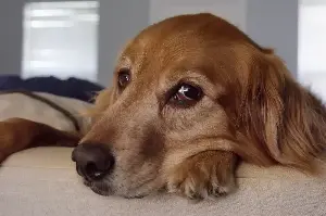 Woman Thinks Golden Retriever Has Fleas, Outrage Over What She Does Next