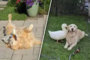 This dog and duck duo has the internet grinning from ear to ear!