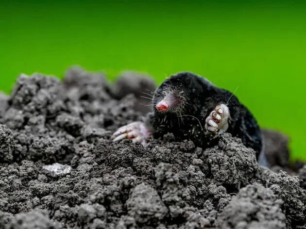Ein Maulwurf auf einem Maulwurfshügel. Der grabfreudige Nützling beschert so manchem Gartenbesitzer Kopfzerbrechen.