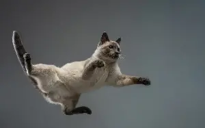 Why cats always land on their feet, according to science