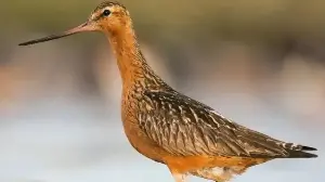 Migratory bird breaks longest non-stop flight record: How a ‘bar-tailed godwit’ flew 13,560 km for 11 days