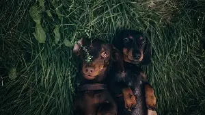 Mini Dachshund Recognizes Best Friend at the Park—the Reaction Says It All