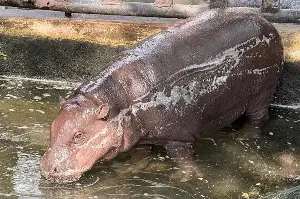 Dirty lake raises concerns about the living conditions of Thailand's famous hippos.
