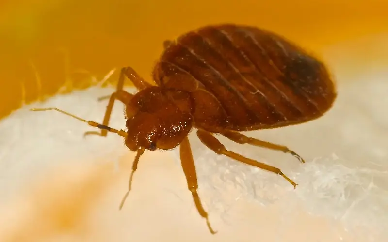 Southeastern said it was wrong to ‘imply that bedbugs are on our railway’ - John Reynolds