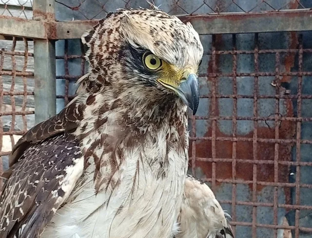 While visiting the farm, they discovered a rare Burmese kite lying motionless under a tree - Photo 2.