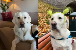 Owners think they bought purebred golden retriever—then come the doubts