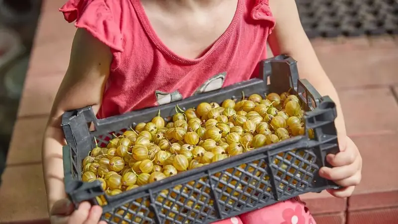 Diese 3 Früchte sind im Juli in Saison – von Erdbeere, über Stachelbeere bis Zwetschge