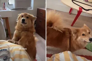 How Chow-Corgi Cross Tells Mom He Wants To Go for a Walk Melts Hearts