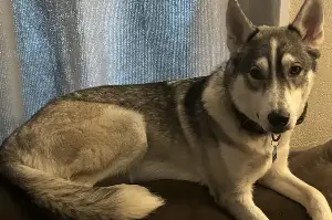Dog Owner Bathing Husky Sees Police Arrive—Then Has a Realization