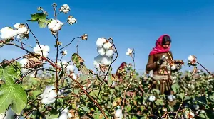 Scrap cotton import duty and build strategic reserve, textile industry asks government