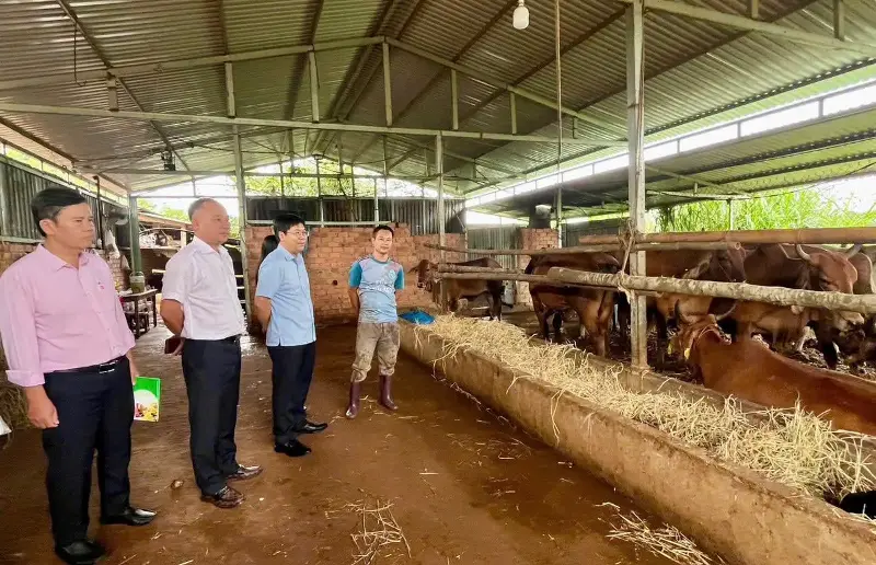 Leaders and credit officers of the Vietnam Bank for Social Policies (VBSP) in Lam Dong province are always present at the grassroots level to discuss and guide poor households and ethnic minority families on how to use policy capital for the right purposes to develop production and improve their lives.