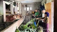 Driving force for poverty alleviation in Suoi Ty