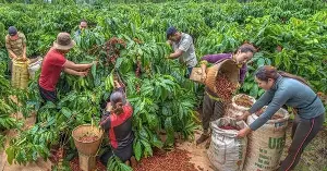 Policy-based capital flows connect new areas in Lam Dong.