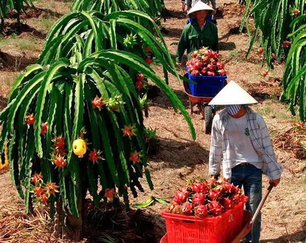 Leaders and credit officers of the Vietnam Bank for Social Policies (VBSP) in Lam Dong province are always present at the grassroots level to discuss and guide poor households and ethnic minority families on how to use policy capital for the right purposes to develop production and improve their lives.