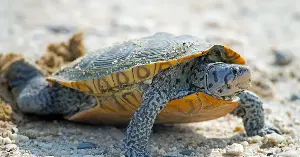 Restoring lost island habitat