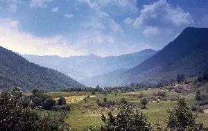Mass poisoning of wolves in Italian national park