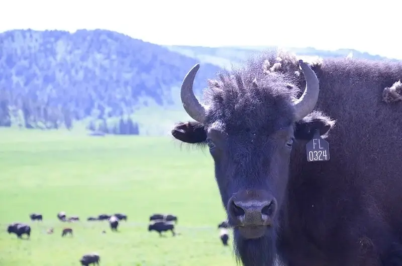 Bison graze on the Flying D Ranch, southwest of Bozeman, Montana.