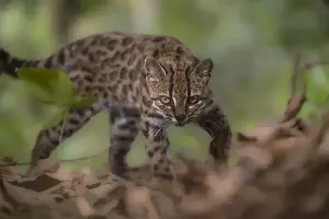 First new wild cat discovered in a century
