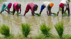 Union Cabinet approves higher MSP for 14 Kharif crops for 2026-27 marketing season