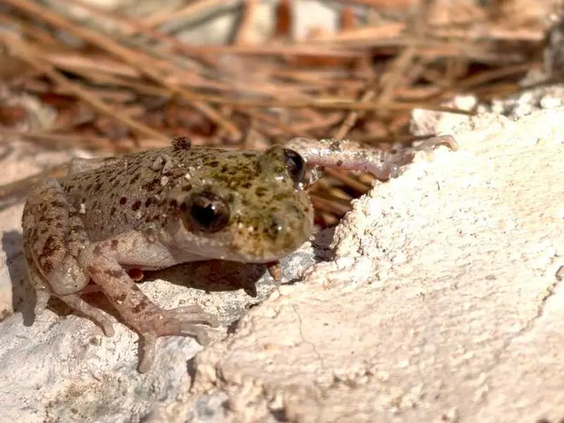 Liberan 268 ejemplares de ferreret en la Serra de Tramuntana para reforzar su conservación