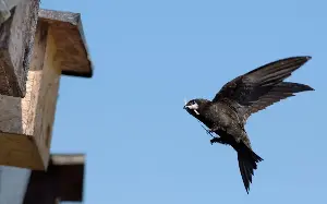 Home tweet home: Swifts return to same houses each year