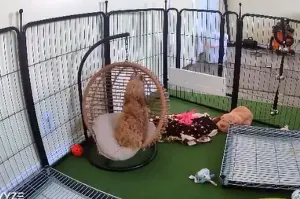 Cavapoo Puppy Cries After Littermates Find Homes—Doesn’t Realize He’s Next