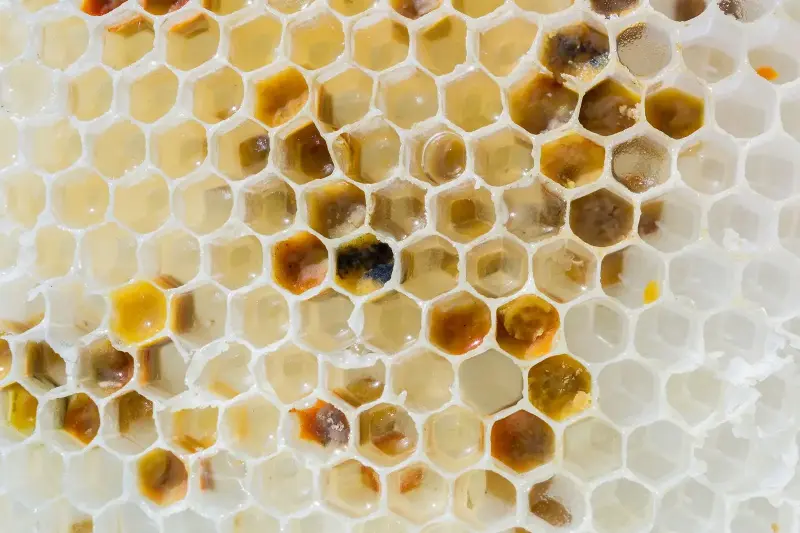 honeycomb close up