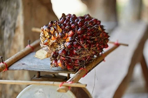 Production and transportation of palm oil in the international market.