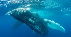 This recording reveals whale communication history.