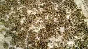 What Is Gundruk? A Beginner's Guide To This Himalayan Superfood