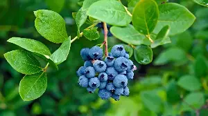 Don't Cheat Your Harvest – Feed Fruit Bushes in March for Double the Yield and Bigger, Juicier Berries