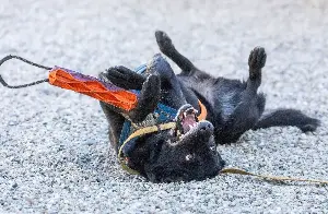This Joshua Tree highway keeps killing wildlife. Enter the poop-hunting dogs