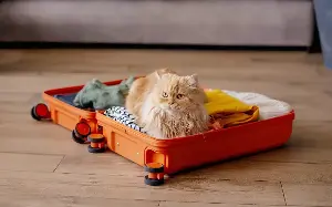 Everything you need to know about taking your pet to Europe as new stricter rules come into force