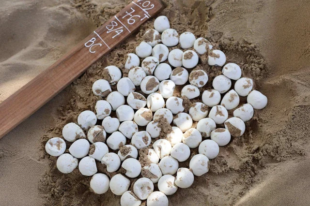 Con Dao Island releases 35,000 baby turtles into the ocean - Photo 1.