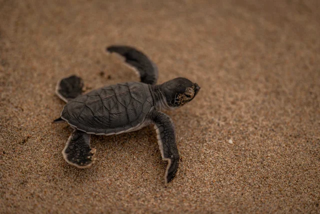 Con Dao Island releases 35,000 baby turtles into the ocean - Photo 2.