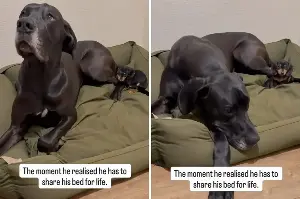 Great Dane Gets Puppy Sibling, Then Reality Hits Over Sleeping Arrangement