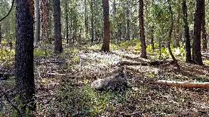 Rare sighting of endangered gray wolf in Lake County brings hope of California comeback