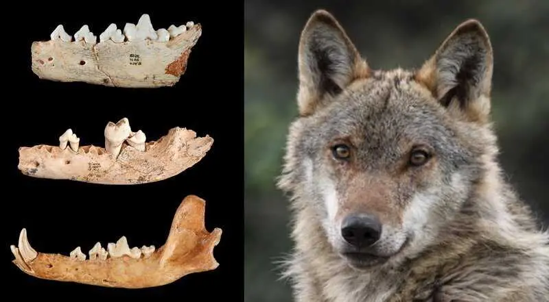 Un estudio liderado por la UCM reconstruye la evolución del lobo ibérico a partir de fósiles de más de un millón de años