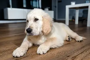 Golden Retriever Pup Left Uncrated, Hysterics at What Owner Sees on Pet Cam