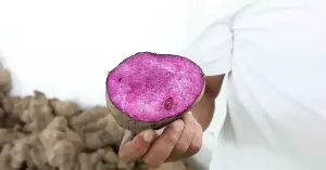 Philippines bans purple yam exports: Why is this tuber causing a global sensation?